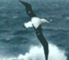 albatros bird of Tropics